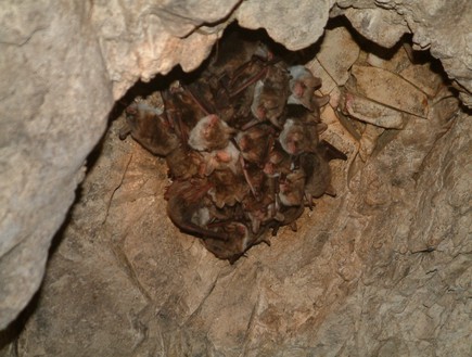 עטלפים דבוקת נפשון (צילום: ד