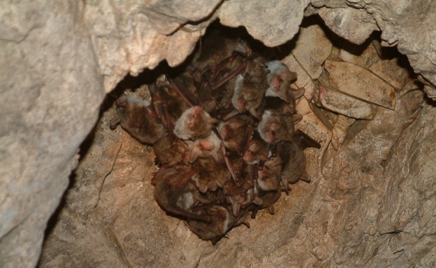 עטלפים דבוקת נפשון