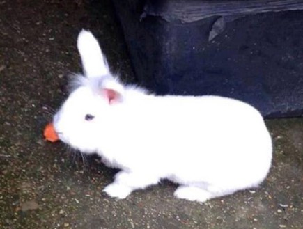 ארנבת מעונה למוות (צילום: North News & Picture Ltd)
