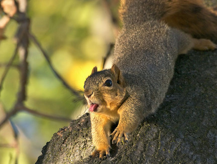 לשון בחוץ (צילום: boredpanda.com)