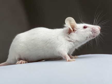 עכבר (צילום: אימג'בנק / Thinkstock)