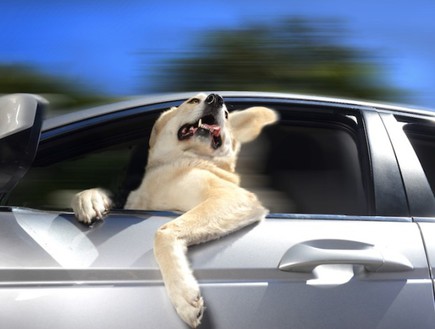 כלבים במכונית (צילום: לארה ג'ו ריגן )