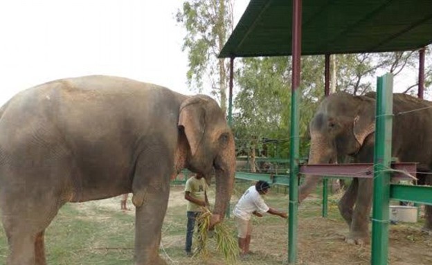 ראג'ו הפיל (צילום: WildlifeSOS)