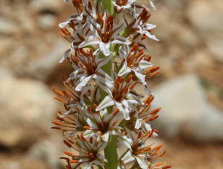 עריר הלבנון- צמחים בסכנת הכחדה (צילום: דותן רותם)