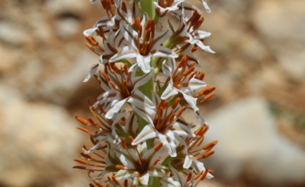 עריר הלבנון- צמחים בסכנת הכחדה (צילום: דותן רותם)