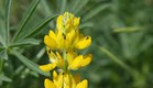 תורמוס צהוב- צמחים בסכנת הכחדה (צילום: דותן רותם)