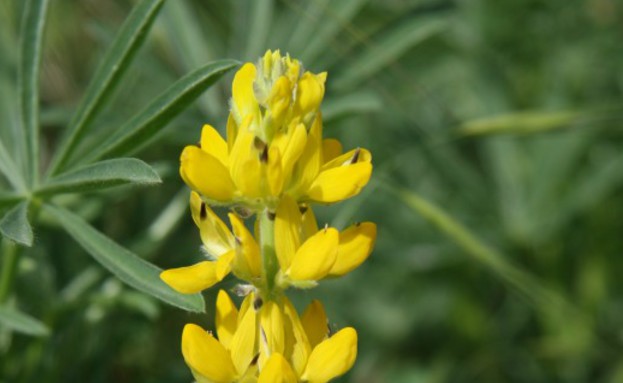 תורמוס צהוב- צמחים בסכנת הכחדה (צילום: דותן רותם)