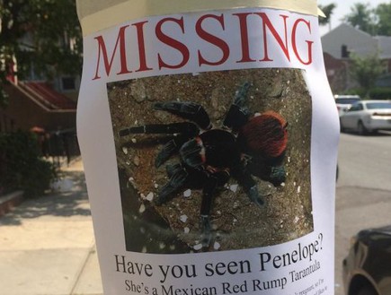 אבדה עכבישה (צילום: Reddit)