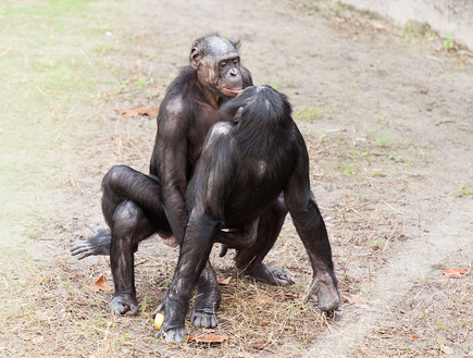 קופי הבונובו (צילום: Rob Bixby, CC BY 2.0)