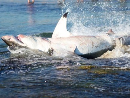 כריש נחנק (צילום: בראד טאפר)