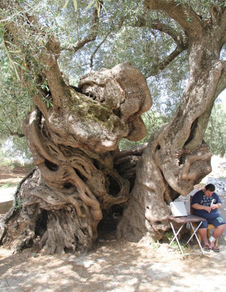 אבי זקינטוס (צילום: אבי אליהו)