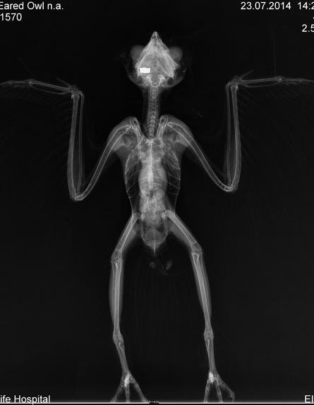 צילום רנטגן של הינשוף (צילום: בית החולים לחיות בר)