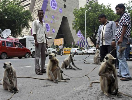 קופים בהודו (צילום: nbcnews.com)