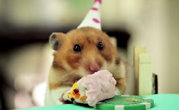אוגר אוכל עוגת יום הולדת (צילום: HelloDenizen Youtube)