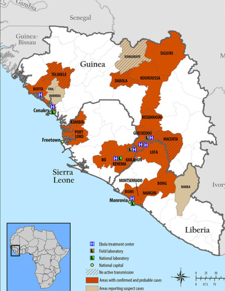 נגיף האבולה (צילום: CDC)