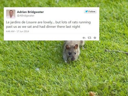עכברושים בלובר (צילום: טוויטר)