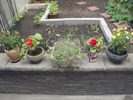 חצר בברוקלין, צמחים, צילום Alyssa Ponticello-Levin (צילום: Alyssa Ponticello-Levine)