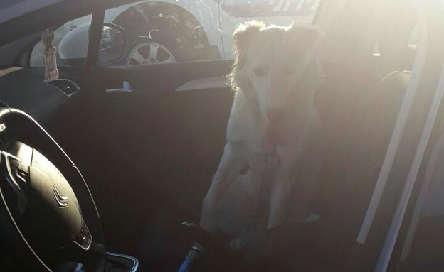 הכלב שנשכח במכונית, שלשום (צילום: דוברות המשטרה מרחב נגב)