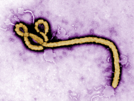 אבולה (צילום: reuters)