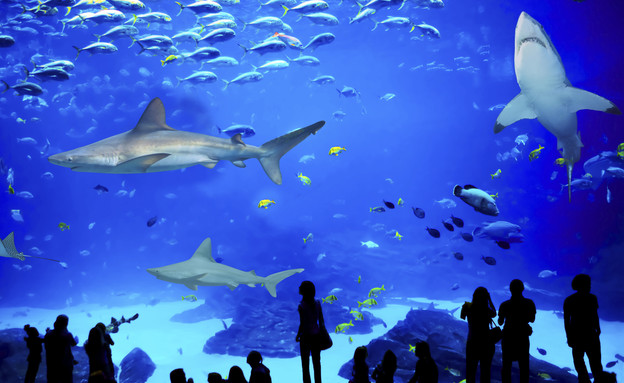 בריכת כרישים,  פארק המצפה התת- ימי ו- AQWA The Aquarium (צילום:  יחסי ציבור )