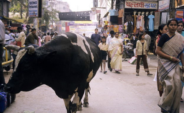 הודו דרך עדשת המצלמה (צילום: כפיר בולוטין)