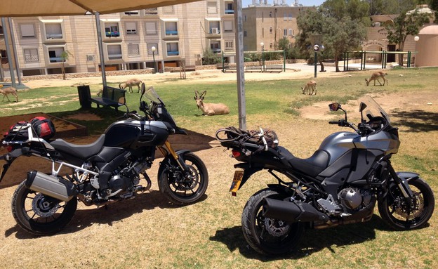 סוזוקי ויסטרום 1,000 מול קוואסאקי ורסיס 1,000