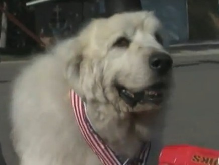 כלב ראש עיר (צילום: יוטיוב)