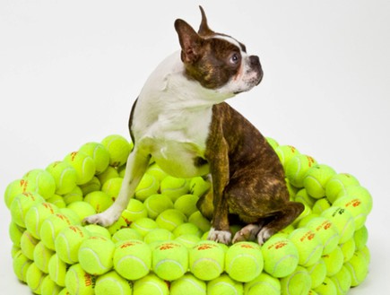 מיטת כדורי טניס לכלב , צילום inhabitat.com (צילום: inhabitat.com)