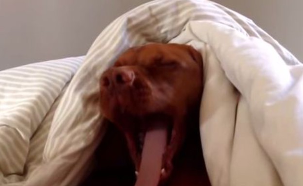 כלב שונא לקום (צילום: יוטיוב)