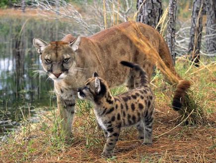 חיות בסכנת הכחדה (צילום: distractify.com)