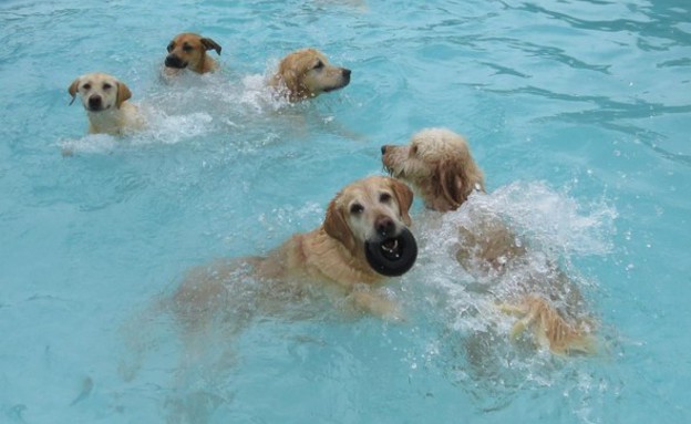 כלבים בבריכה (צילום: יוטיוב)