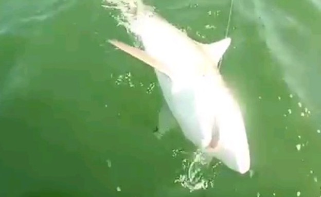 כריש נטרף (צילום: יוטיוב)