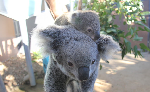 המלצות סובבות עולם (צילום: Taronga Zoo)