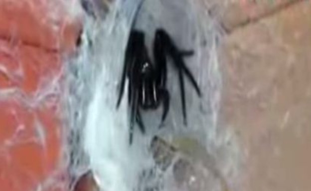 עכביש ענק (צילום: יוטיוב)