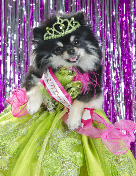 תחרות כלבי יופי (צילום: http://www.juxtapoz.com/photography/dog-pageant)