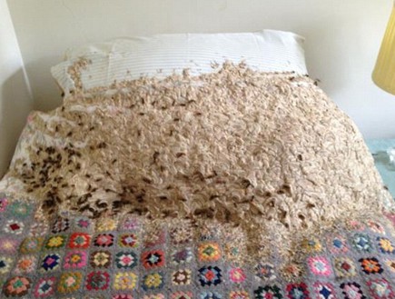 צרעות במיטה (צילום: M & Y News Agency)