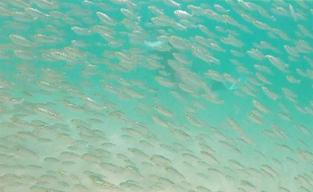 צפו: מיליוני דגים - מטרים מהחוף