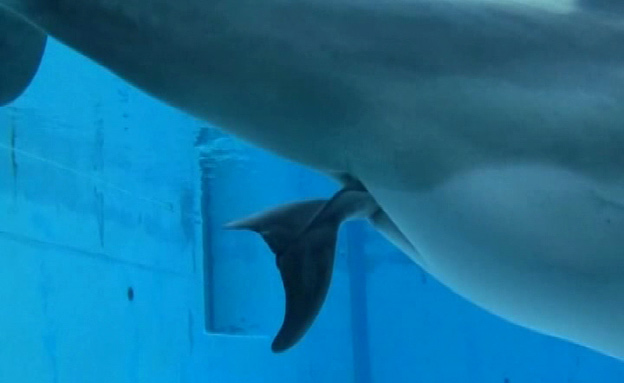 התיעוד המרגש של לידת הדולפין