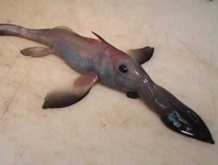 דגים מפחידים (צילום: oddee.com)