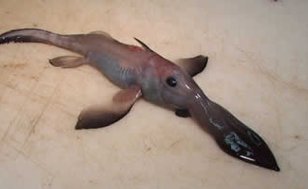 דגים מפחידים (צילום: oddee.com)