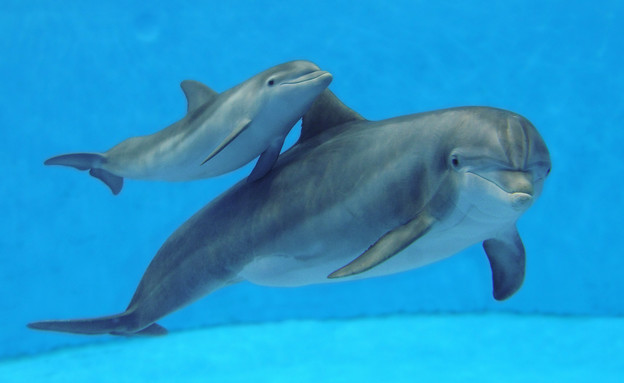 חיות גאות דולפינים (צילום: ap)
