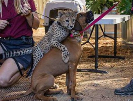 כלבה וצ'יטה (צילום: San Diego Zoo Safari Park)