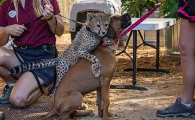כלבה וצ'יטה (צילום: San Diego Zoo Safari Park)