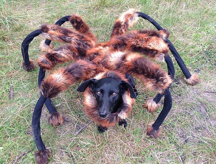 כלבת עכביש (צילום: יוטיוב)