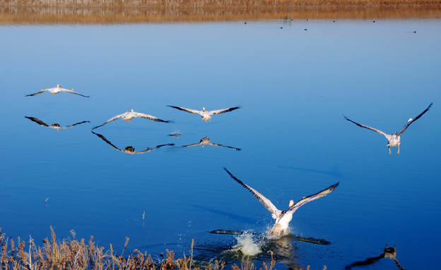 שחרור שקנאים ממושדרים 