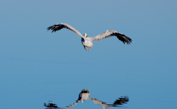 שחרור שקנאים ממושדרים 