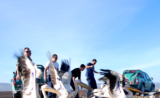 שחרור שקנאים ממושדרים 