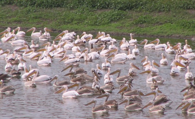 שקנאים בעמק חפר