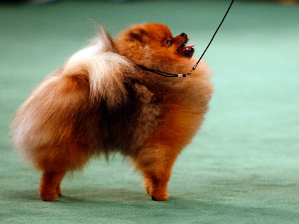 כלב פומרניאן. ארכיון (צילום: רויטרס)