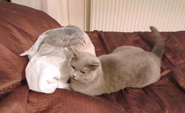 חתול ושקית (צילום: יוטיוב)